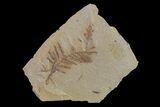 Dawn Redwood (Metasequoia) Fossil - Montana #153711-1